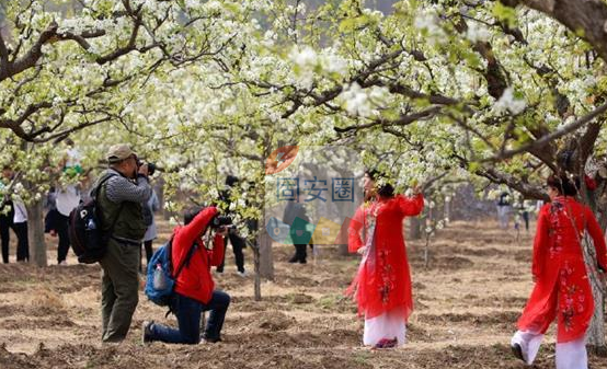 明日开幕！固安梨花文化旅游节来啦！庙会、花灯、美食...全都有7464 作者:峰华花园 帖子ID:195481 明日,开幕,固安,梨花,文化