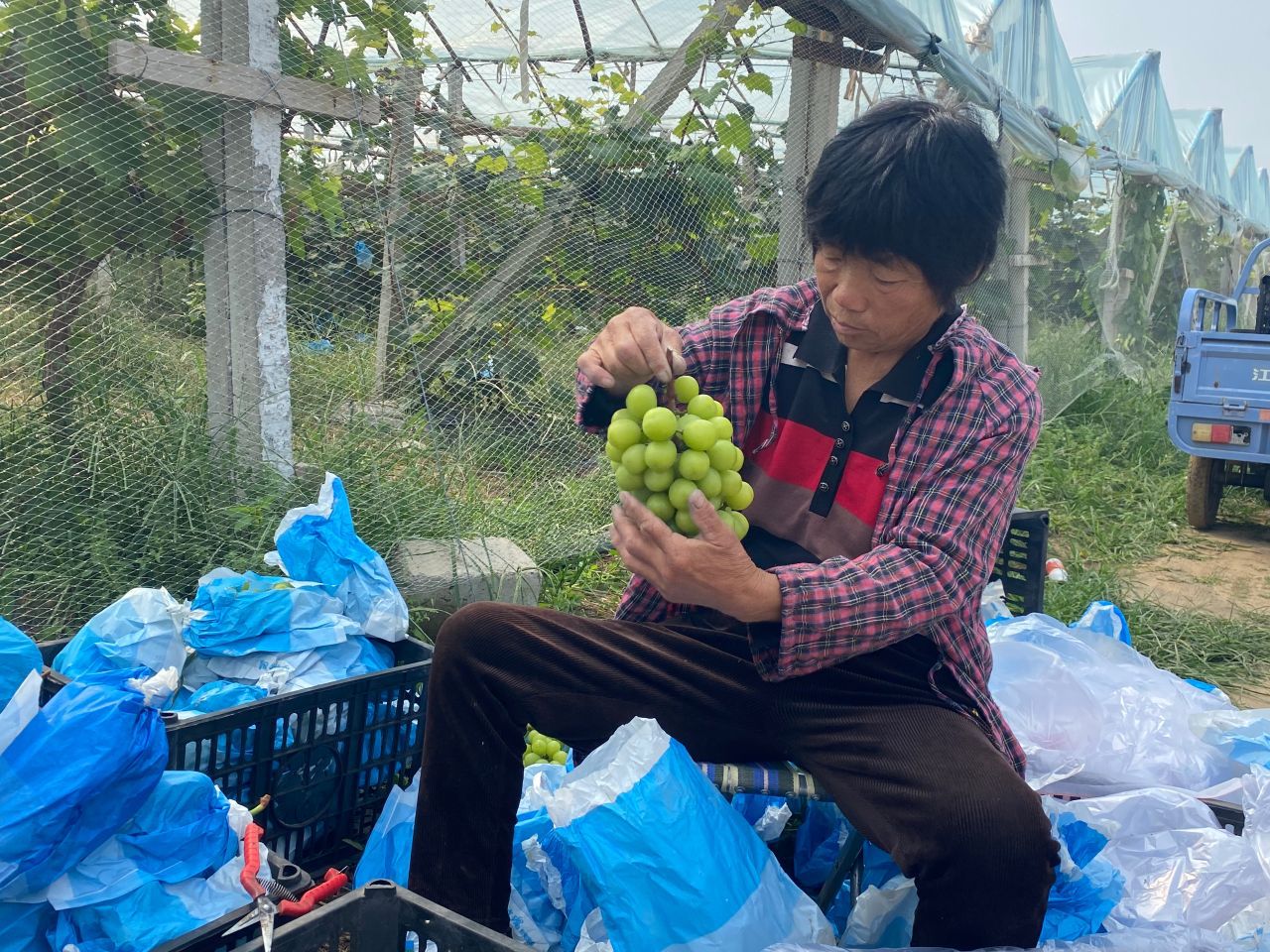 景韵种植专业合作社：葡萄喜丰收 串起致富路3384 作者:峰华花园 帖子ID:248578 景韵,种植,专业,合作,合作社