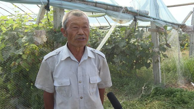 景韵种植专业合作社：葡萄喜丰收 串起致富路5008 作者:峰华花园 帖子ID:248578 景韵,种植,专业,合作,合作社