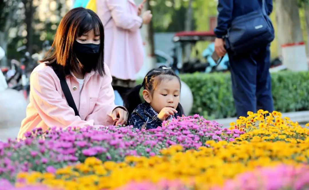 固安：金秋赏菊正当时202 作者:峰华花园 帖子ID:253866 固安,金秋,赏菊,正当,当时