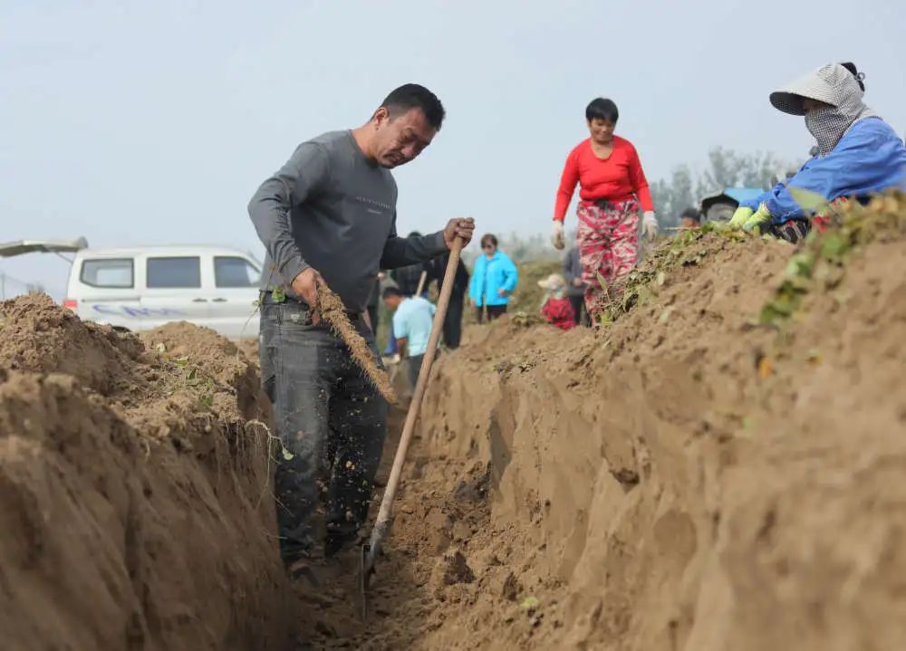 中国式现代化固安篇章，沙土地里刨出致富路3739 作者:峰华花园 帖子ID:256111 中国,中国式,现代,现代化,固安