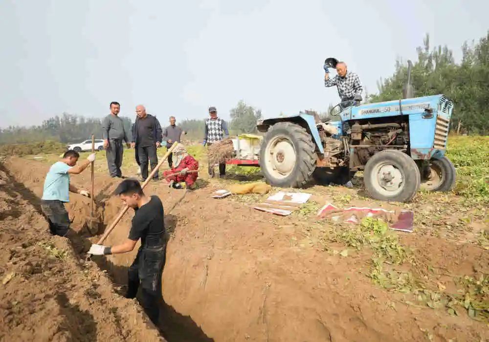 中国式现代化固安篇章，沙土地里刨出致富路7333 作者:峰华花园 帖子ID:256111 中国,中国式,现代,现代化,固安