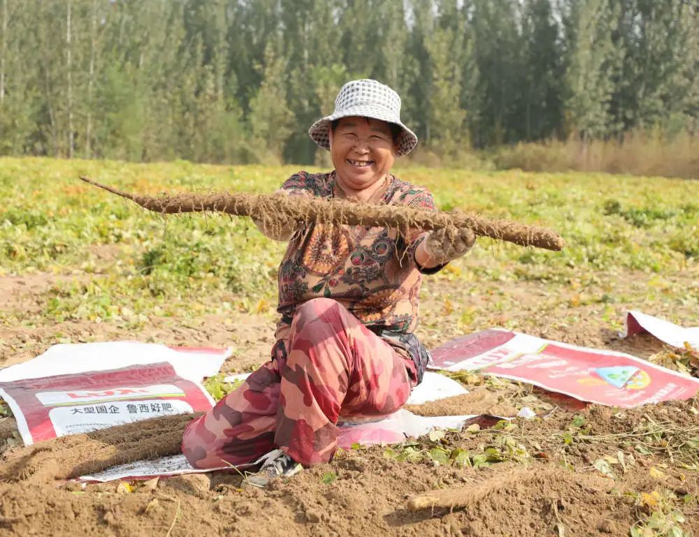 中国式现代化固安篇章，沙土地里刨出致富路4721 作者:峰华花园 帖子ID:256111 中国,中国式,现代,现代化,固安