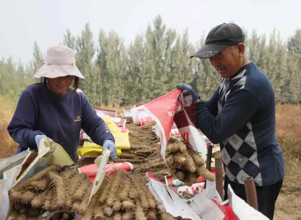 中国式现代化固安篇章，沙土地里刨出致富路2395 作者:峰华花园 帖子ID:256111 中国,中国式,现代,现代化,固安