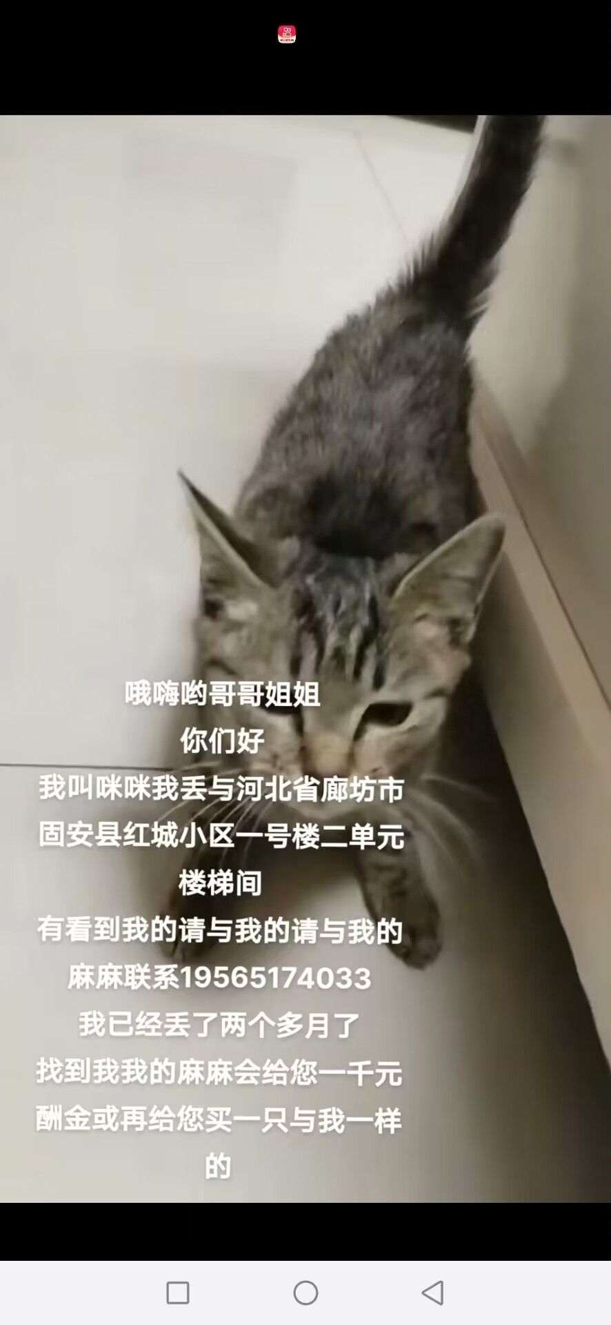 寻猫启示找到必有一千元酬金3263 作者:小白杏 帖子ID:290836 启示,找到,必有,一千,酬金