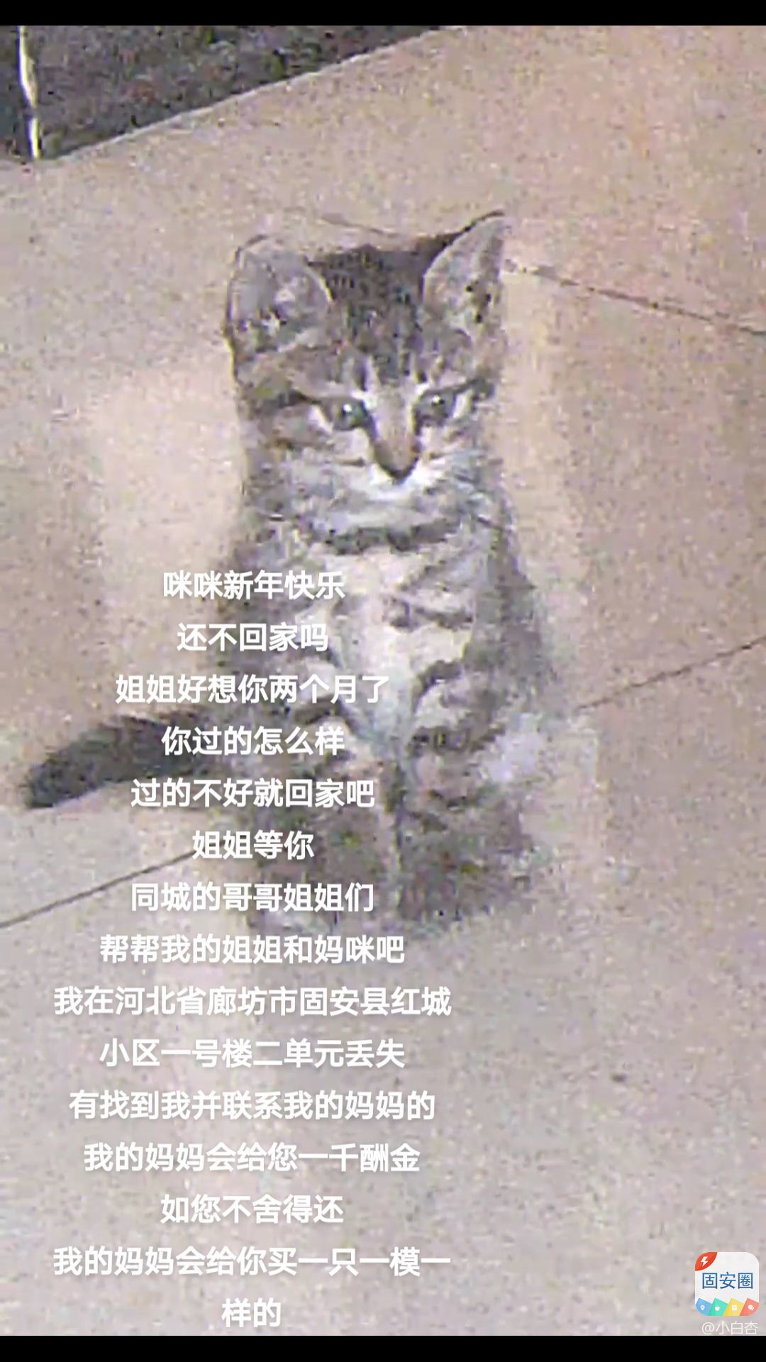 寻猫启示找到必有一千元酬金7246 作者:小白杏 帖子ID:290836 启示,找到,必有,一千,酬金