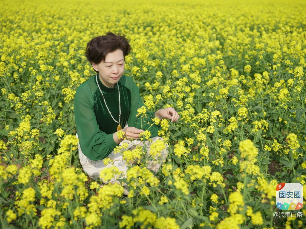 固安林城油菜花节盛大启幕5771 作者:浪里白条 帖子ID:301120 油菜花节,菜花节,盛大,启幕