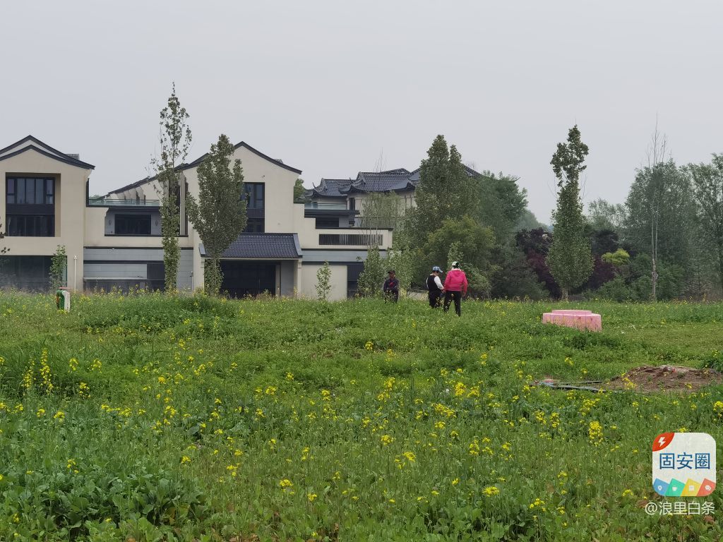 固安来康郡油菜花开了231 作者:浪里白条 帖子ID:307628 油菜花开,花开了