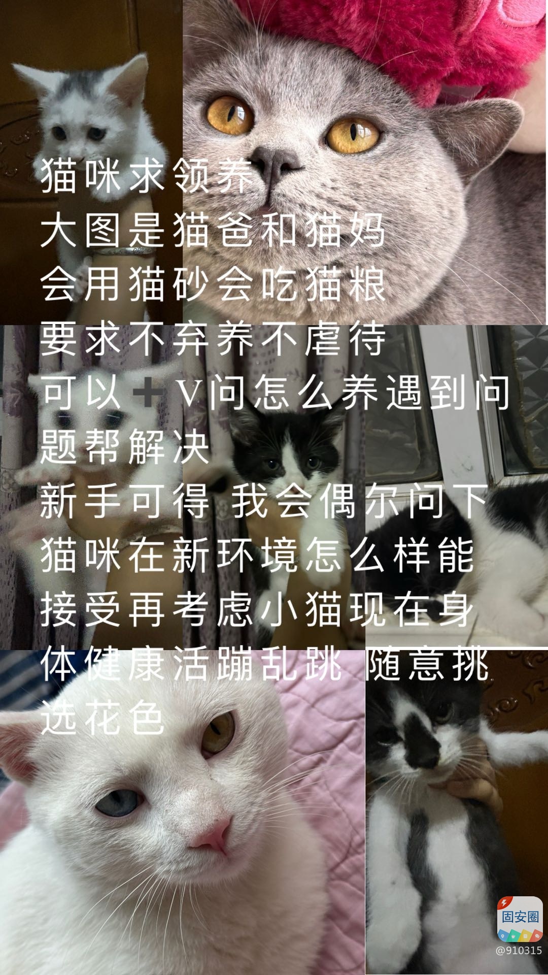 猫咪领养2929 作者:910315 帖子ID:340315 