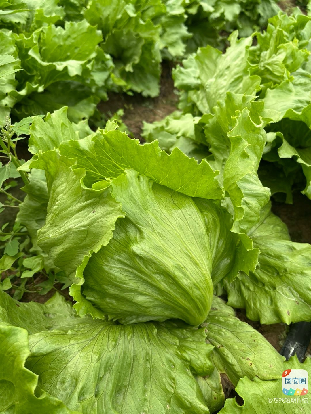 自己家种的生菜在南赵这边有蔬菜的联系1561 作者:想找短期日结 帖子ID:351326 