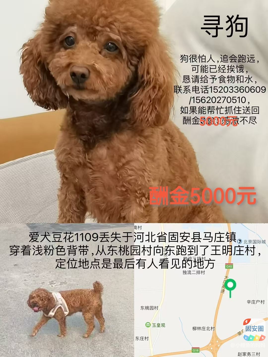 寻找爱犬“豆花”酬金5000元5823 作者:小鲤鱼的妈妈 帖子ID:371520 